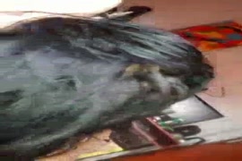 فيديوهات سكس نيك امهات المانيا تيوب.