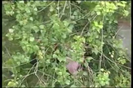 سكس اغتصاب في الاتوبيس اجنبي